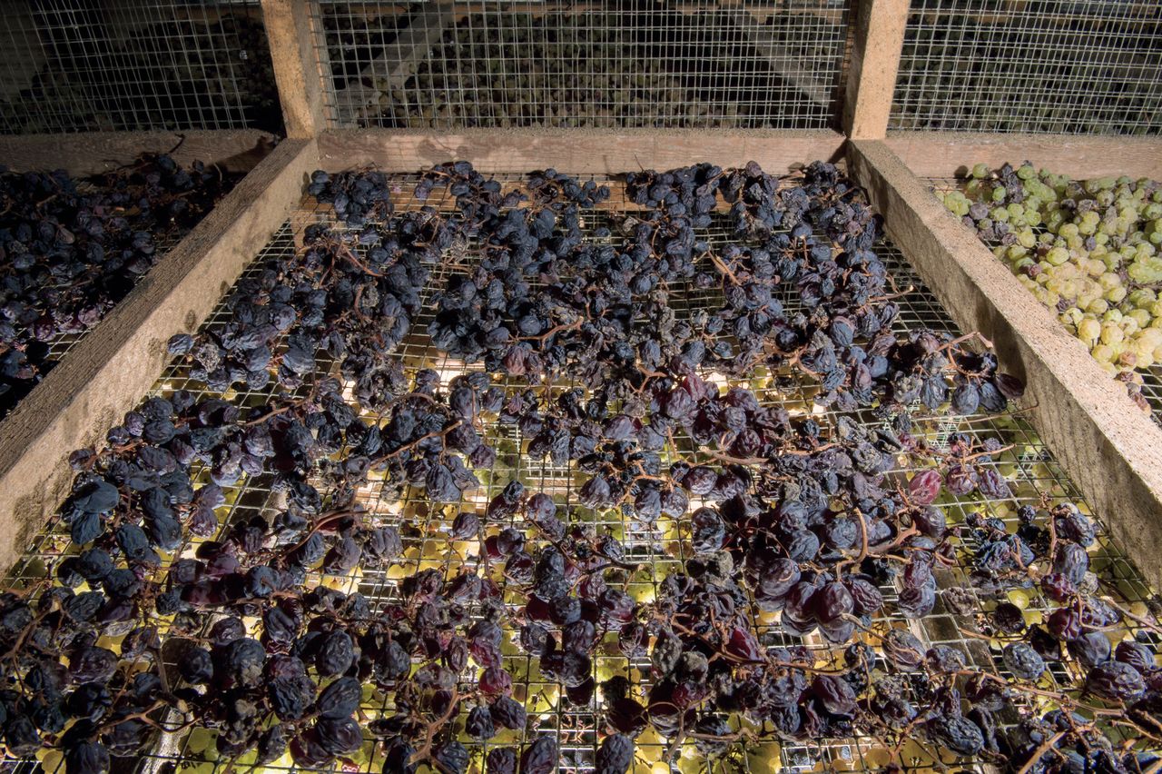 Vignoble Technique Vin de paille Mossu-0027